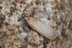 Buff Footman (Eilema depressa)
