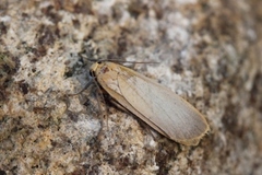 Barlavspinner (Eilema depressa)