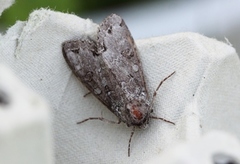 Buehakefly (Polia hepatica)