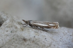 Wood Grass-veneer (Crambus silvella)