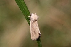 Lyme Grass (Longalatedes elymi)