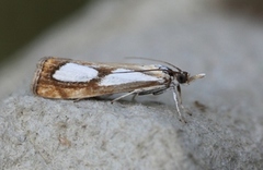 Toflekket nebbmott (Catoptria pinella)