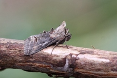 Brungult neslefly (Abrostola triplasia)