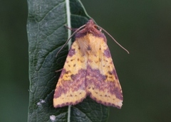 Fiolettbåndet gulfly (Xanthia togata)