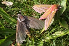 Furusvermer (Sphinx pinastri)