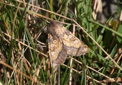Frosted Orange (Gortyna flavago)