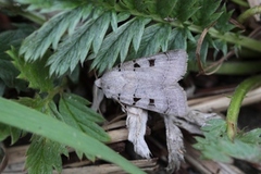 Grått kilefly (Eugnorisma glareosa)