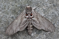 Convolvulus Hawk-moth (Agrius convolvuli)