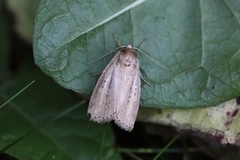 Smalringrørfly (Archanara dissoluta)