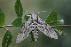 Convolvulus Hawk-moth (Agrius convolvuli)