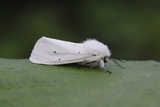 Hvit tigerspinner (Spilosoma urticae)
