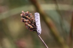 Thistle Ermine (Myelois circumvoluta)