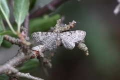 Slåpetornblomstmåler (Pasiphila chloerata)