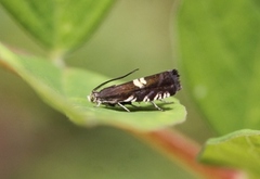 Lakrismjeltfrøvikler (Grapholita pallifrontana)