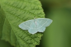 Heibladmåler (Chlorissa viridata)