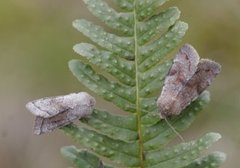 Brunbåndseljefly (Orthosia opima)