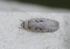 Agonopterix ocellana