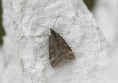 Straw-barred Pearl (Pyrausta despicata)