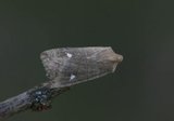 Bølgefly (Eupsilia transversa)