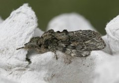 Great Prominent (Peridea anceps)