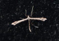 Beautiful Plume (Amblyptilia acanthadactyla)