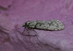 March Tubic (Diurnea fagella)