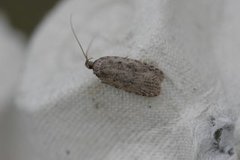 Common Flat-body (Agonopterix heracliana)