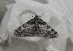 Ringed Carpet (Cleora cinctaria)