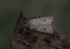 Punktseljefly (Orthosia gracilis)