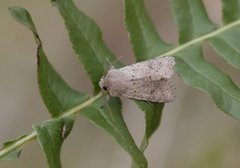 Small Quaker (Orthosia cruda)