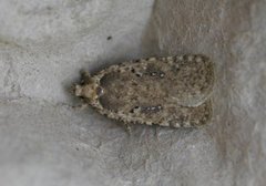 Large Carrot Flat-body (Agonopterix ciliella)