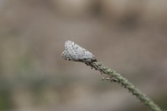 Vintermåler (Alsophila aescularia)
