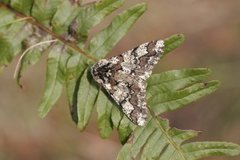 Oak Beauty (Biston strataria)