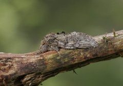 Great Prominent (Peridea anceps)