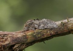 Oliventannspinner (Peridea anceps)