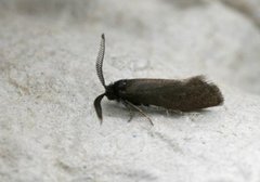 Pale Feathered Bright (Incurvaria pectinea)