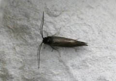 Pale Feathered Bright (Incurvaria pectinea)