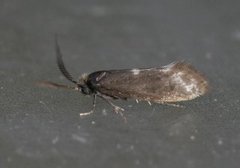 Pale Feathered Bright (Incurvaria pectinea)