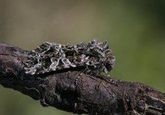 Mørkt nellikfly (Hadena bicruris)