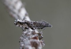 Røsslyngsigdvikler (Ancylis unguicella)