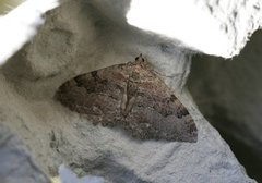 Scarce Tissue (Rheumaptera cervinalis)