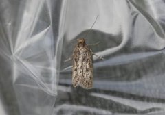 Brown House Moth (Hofmannophila pseudospretella)