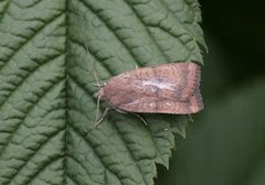 Least Yellow Underwing (Noctua interjecta)