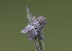 Lite strandengfly (Litoligia literosa)