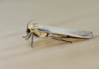 Kjempelavspinner (Lithosia quadra)