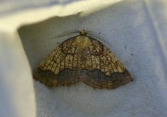 Dark Bordered Beauty (Epione vespertaria)