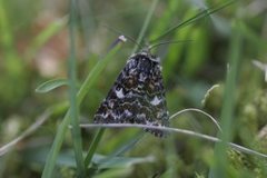 Rødt heifly (Anarta myrtilli)