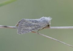 Mere Wainscot (Photedes fluxa)