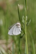 Clouded Silver (Lomographa temerata)