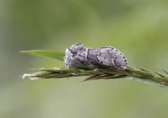 Liten gaffelstjert (Furcula furcula)